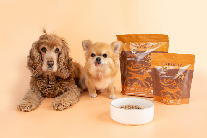 Two dogs with Dr. Veneta pet food packages and a bowl of food on a beige background