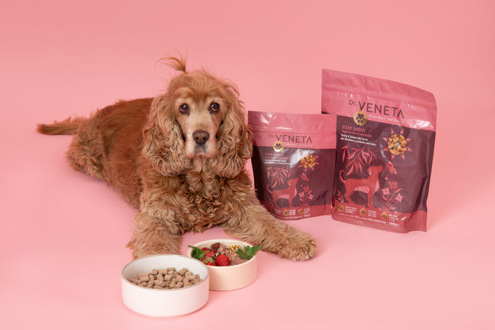 Dog with Dr. Veneta pet food packages and bowls on a pink background