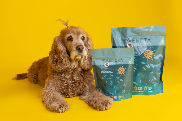Dog sitting next to Sevenita pet food packages on a yellow background
