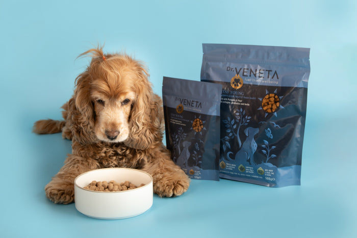 Dog with a bowl of food and Veneta pet food packages on a blue background