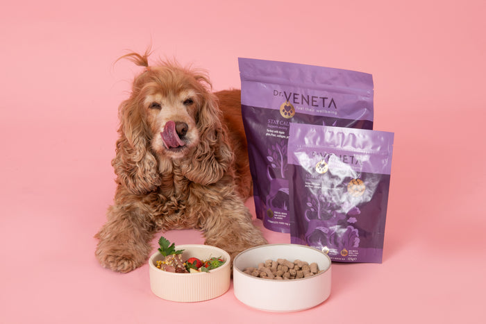 Dog with two bowls of food and Veneta pet food packages on a pink background