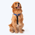 HUFT Basics Dog H-Harness - Cobalt Blue - Heads Up For Tails