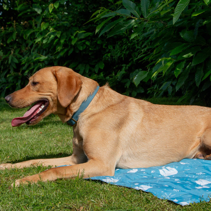Ice Paws Cooling Mat Small or Large - Pilgrim Pet Supplies