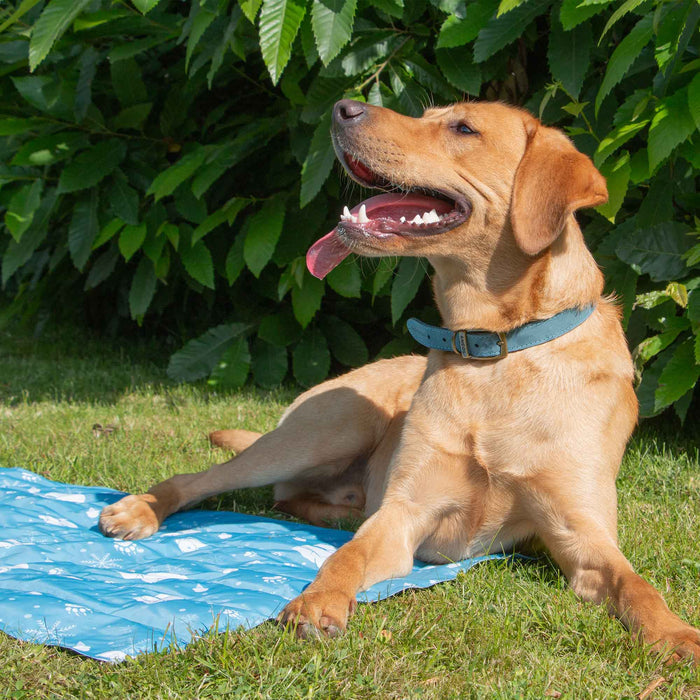 Ice Paws Cooling Mat Small or Large - Pilgrim Pet Supplies
