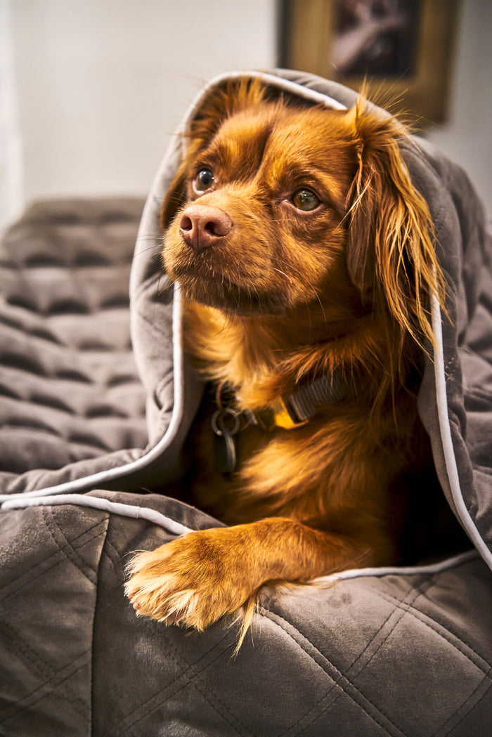 Laboni Multifunctional Outdoor and Travel Dog Blanket Oxford-Dog Blanket-Laboni- Silver Circle Pets