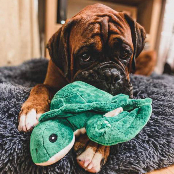 Made From Turtle - Pilgrim Pet Supplies
