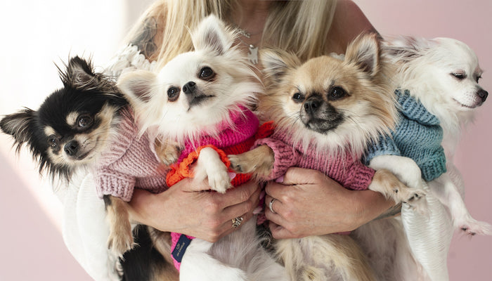 Oh Charlie BeBe’s Dog Sweater-Dog Jumper-Oh Charlie- Silver Circle Pets