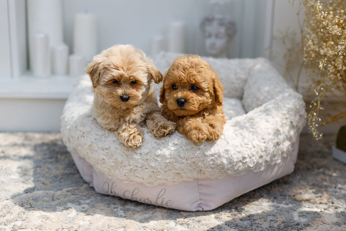 Oh Charlie Round Dog Bed Charlotte-Dog Bed-Oh Charlie- Silver Circle Pets