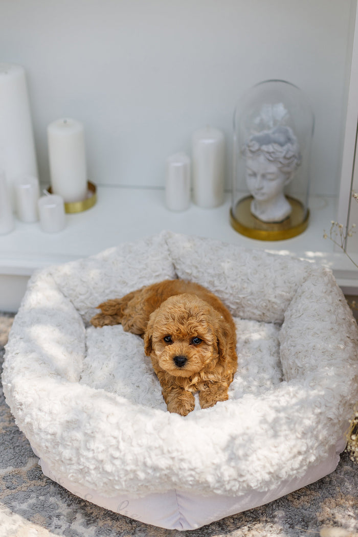 Oh Charlie Round Dog Bed Charlotte-Dog Bed-Oh Charlie- Silver Circle Pets