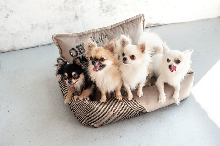 Oh Charlie Square Dog Bed Devine-Dog Bed-Oh Charlie- Silver Circle Pets