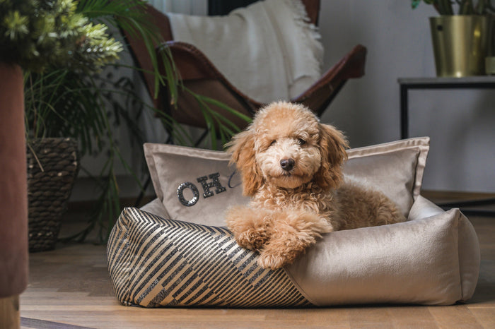 Oh Charlie Square Dog Bed Devine-Dog Bed-Oh Charlie- Silver Circle Pets