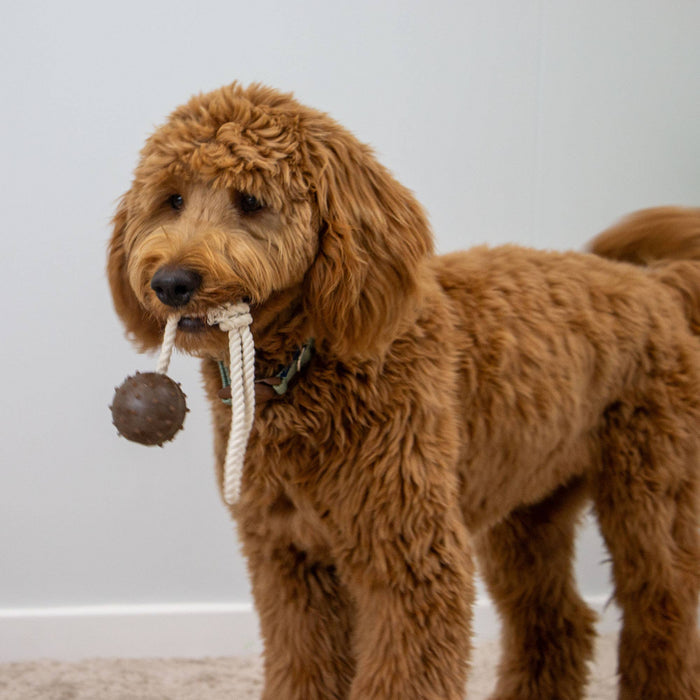 Playtime For Dogs Tough Coffee Grounds Ropey Ball Tugger - Pilgrim Pet Supplies