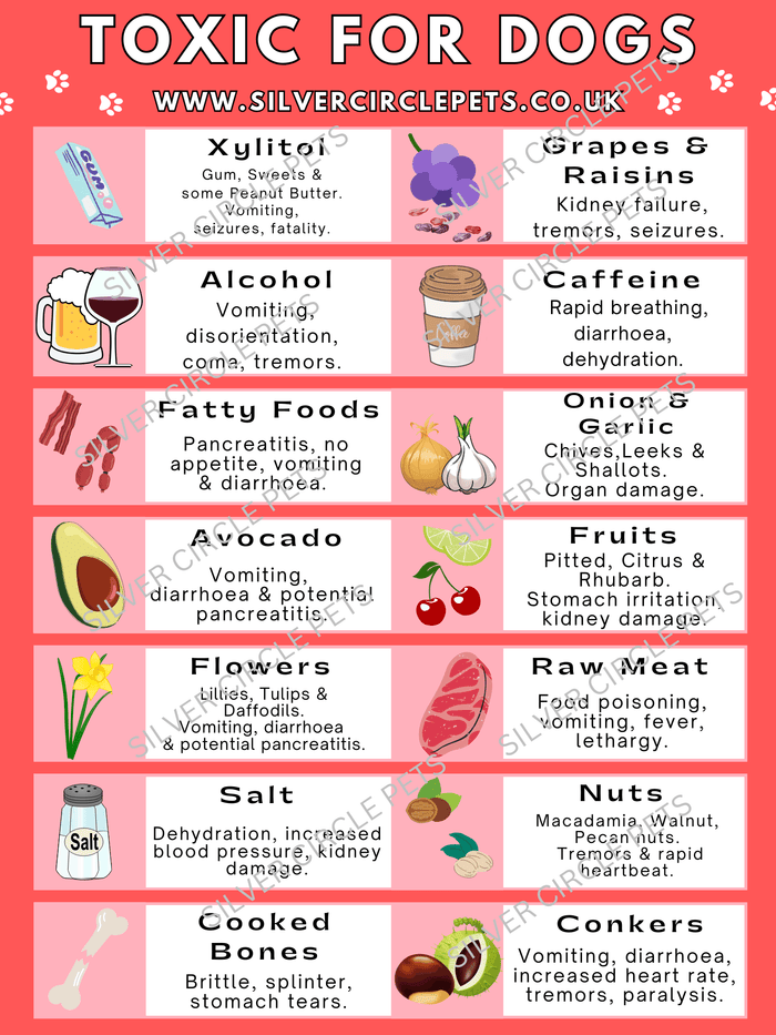 Silver Circle Pets Toxic Foods for Dogs Fridge Magnet | Free Delivery-Fridge Magnet-Silver Circle Pets- Silver Circle Pets