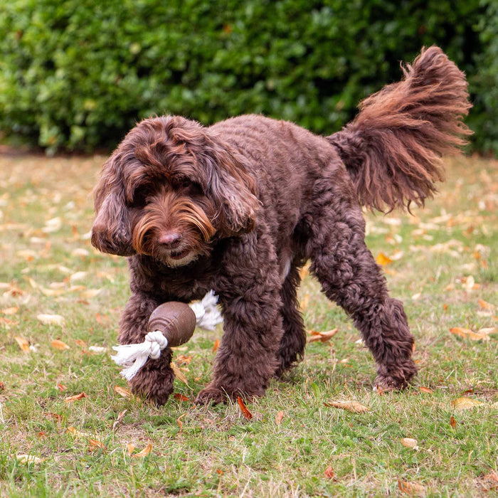 Tough Rugby Ball Dog Toy | Natural Rubber & Recycled Coffee Grounds - Pilgrim Pet Supplies