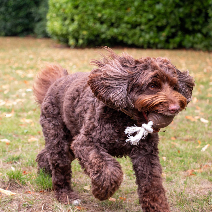 Tough Rugby Ball Dog Toy | Natural Rubber & Recycled Coffee Grounds - Pilgrim Pet Supplies